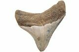 Serrated, Juvenile Megalodon Tooth - South Carolina #203170-1